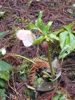 P1020595Christrose.webp