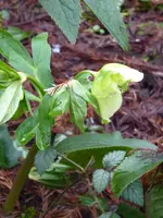 P1020596Christrose.webp