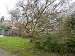 P1020598Winterlinge.JPG