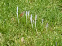 P1020601Elfenkrokus.webp