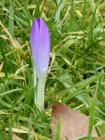 P1020602Elfenkrokus.webp