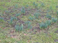 P1020603Narzissen.webp