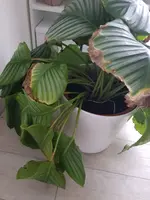 20210207_122553.webp