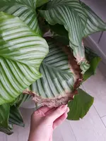 20210207_122604.webp