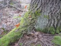 Buche bei Eiche1_07.02.2021.webp