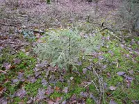 Fichte Kandidat _07.02.2021.webp