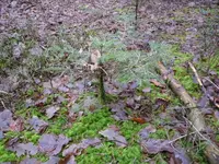 Fichte Kandidat 2_07.02.2021.webp