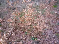 Mehrere Buchen.webp