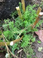 Würzfenchel.webp