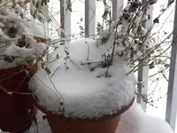 P1020628.webp