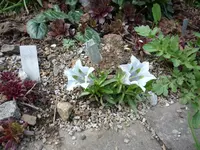Gentiana angustifolia alba_01.05.2020.JPG
