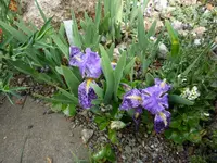 Iris kamaonensis_10.05.2020.JPG