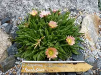 Kopie von Delosperma sutherlandii_Peach Star_28.05.2011 .jpg