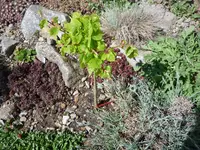 Hexenbesen_Tilia cordata “Linda“_06.05.2018.webp