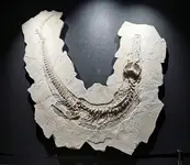 DinoSauMusAltm0007.webp