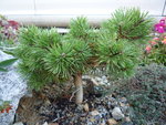 Pinus sylvestris_Bexel WB SDL_23.10.2016.JPG