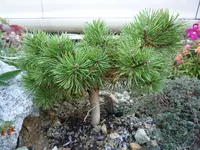 Pinus sylvestris_Bexel WB SDL_23.10.2016.webp