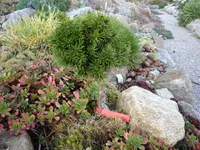 Taxus baccata_Grüne Kugel_23.10.2016.JPG