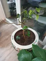 Zitronenbaum 2.webp
