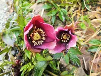 DSCF4555 (2).webp