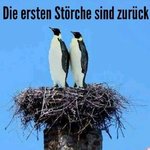 Störche.jpg