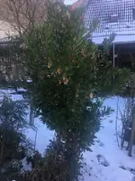 Erdbeerbaum.webp