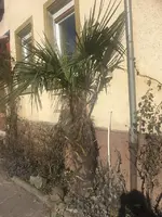 Hanfpalme.webp