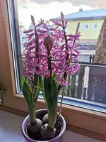 IMG_20210212_165048.webp