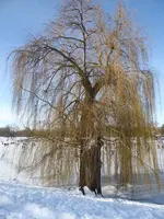 P1020661.webp