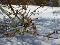 P1020678.webp