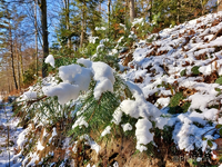 Winterbild c.webp