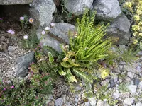 Asplenium trichomanes und A. ceterach_05.05.2019.JPG