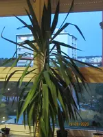Palme2.webp