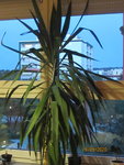 Palme2.JPG