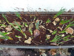 P1020708Krokusse.JPG
