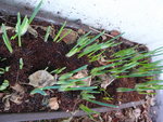P1020709Iris.JPG