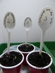 P1020702Tomatenbabys 2021.JPG