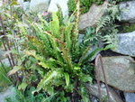 Asplenium scolopendrium cristatum_23.10.2016.JPG