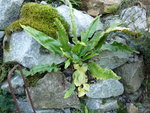 Asplenium scolopendrium_23.10.2016.JPG