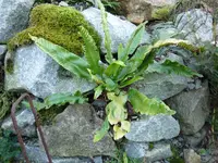 Asplenium scolopendrium_23.10.2016.JPG