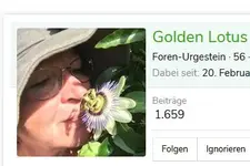 golden.webp