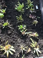 Mangoldhochbeet.webp