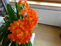 DSC01528.JPG