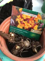 Canna Goldader.webp