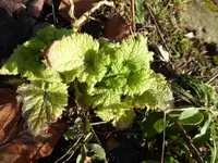 P1020721.webp