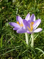 P1020750.webp