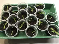 2021-02-22 Tomaten1.webp