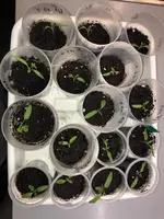 2020-02-21 Tomaten2.webp