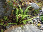 Athyrium filix-femina_Dre´s Dagger_10.05.2020.JPG