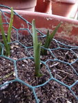 P1020788Schachbrettblumen.JPG